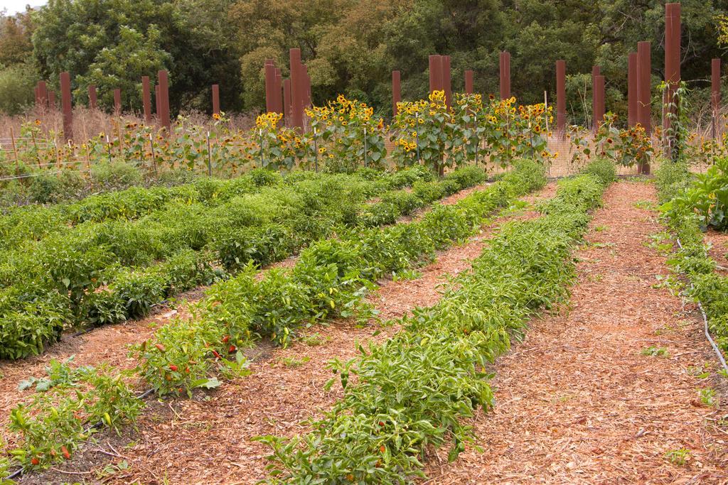 Sycamore Mineral Springs Avila Beach Exterior photo